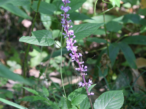 Liriope platyphylla