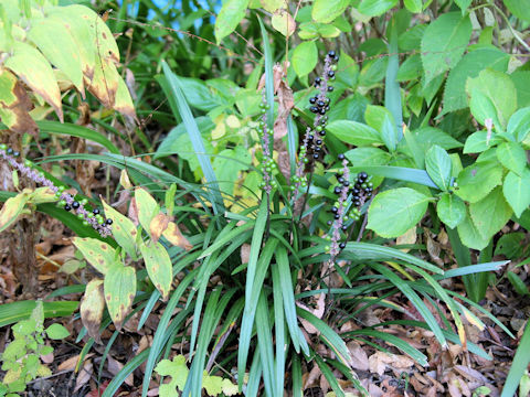 Liriope platyphylla