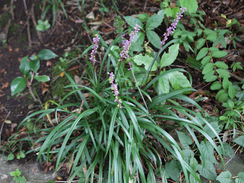 Liriope platyphylla