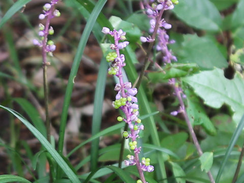 Liriope platyphylla