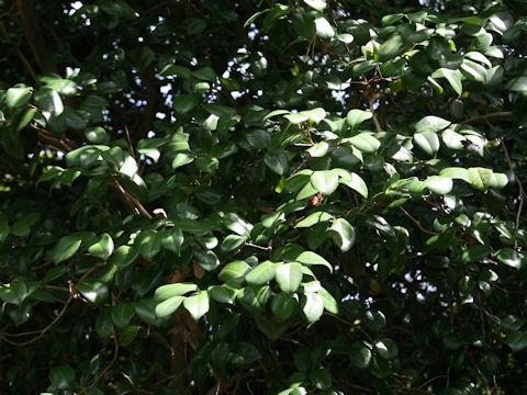 Camellia japonica