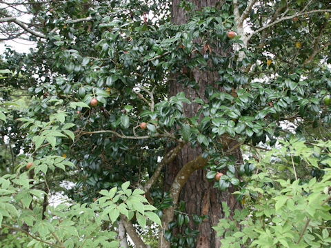 Camellia japonica