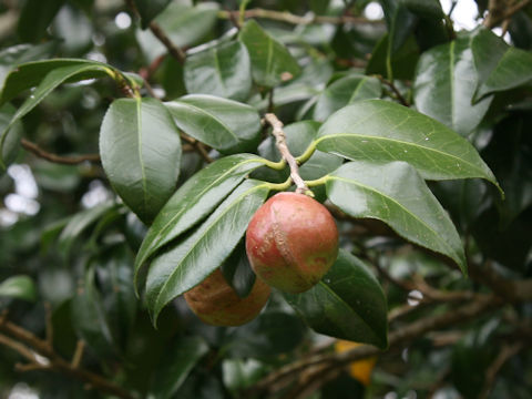 Camellia japonica