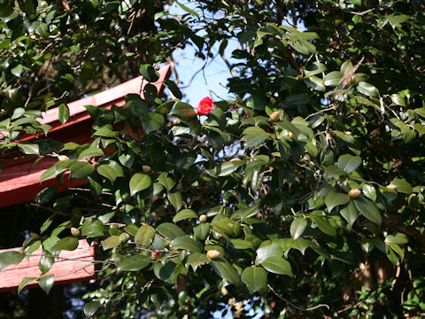 Camellia japonica