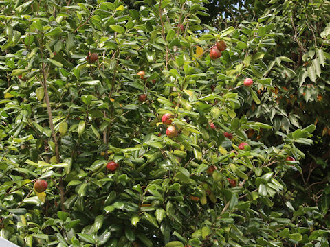 Camellia japonica