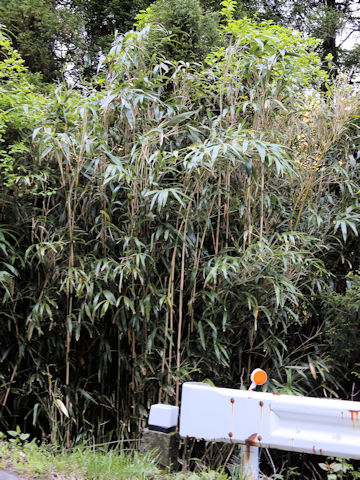 Pseudosasa japonica
