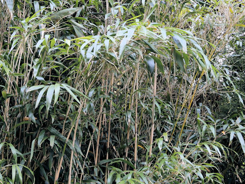 Pseudosasa japonica