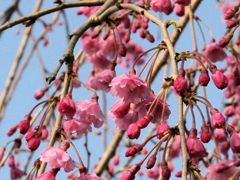 Prunus spachiana cv. Pleno-rosea