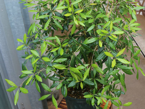 Osmanthus iriomotensis