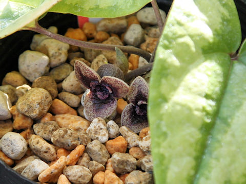 Asarum yaeyamensis