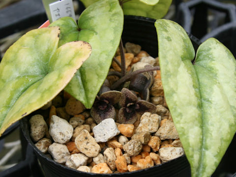 Asarum yaeyamensis