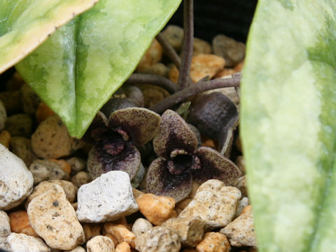 Asarum yaeyamensis