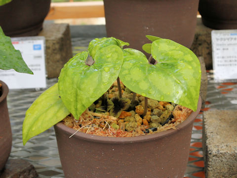 Asarum yaeyamensis