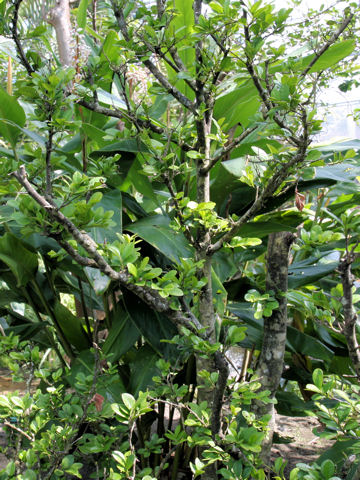 Diospyros ferrea var. buxifolia