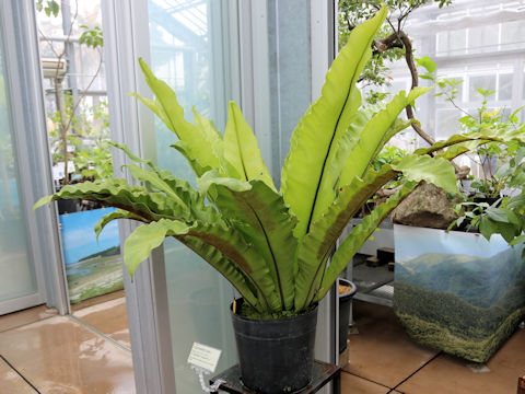 Asplenium setoi