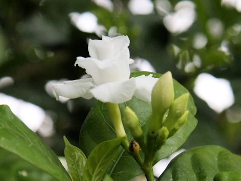 Tabernaemontana divaricata cv. Flore Pleno