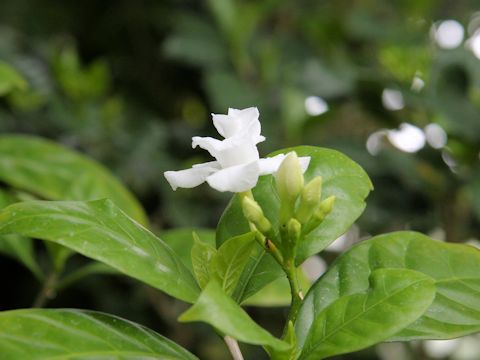 Tabernaemontana divaricata cv. Flore Pleno