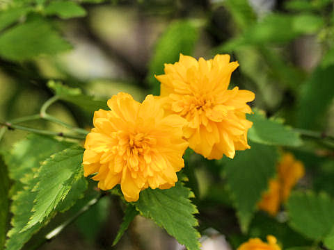 Kerria japonica f. plena