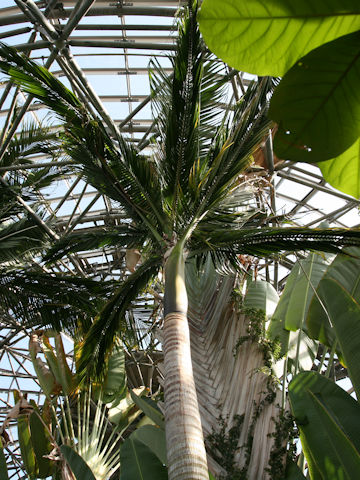 Satakentia liukiuensis