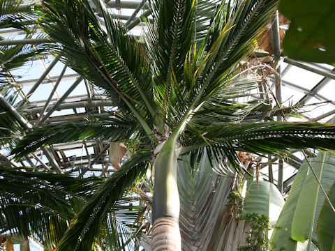 Satakentia liukiuensis