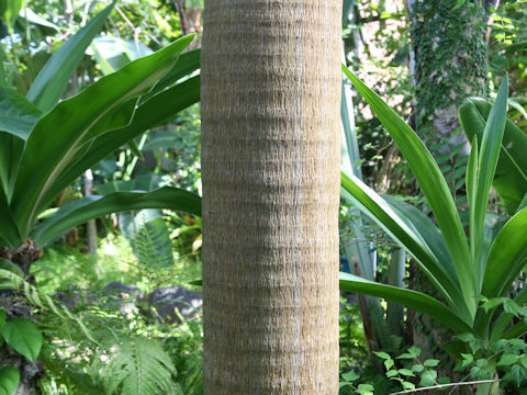 Satakentia liukiuensis