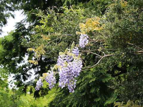 Wisteria brachbotrys