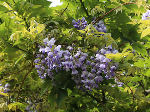 Wisteria brachbotrys
