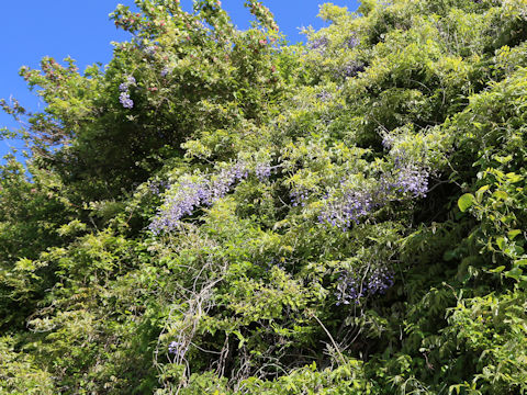 Wisteria brachbotrys