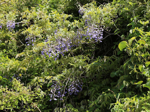 Wisteria brachbotrys