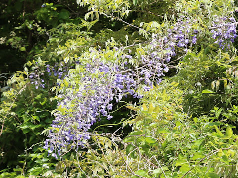 Wisteria brachbotrys