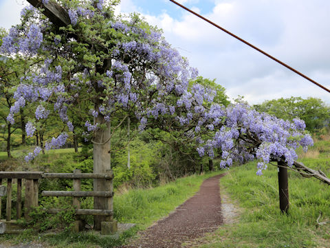 Wisteria brachbotrys