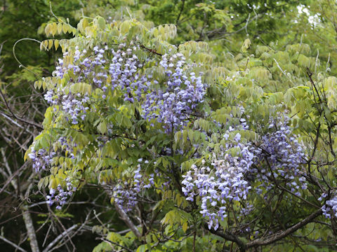 Wisteria brachbotrys