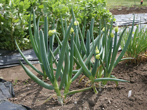 Allium fistulosum var. viviparum