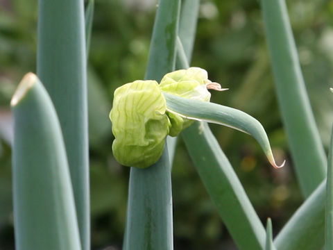 Allium fistulosum var. viviparum