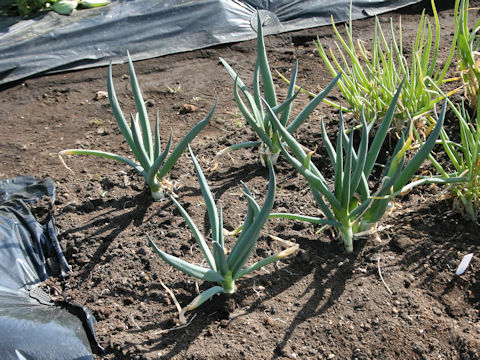 Allium fistulosum var. viviparum