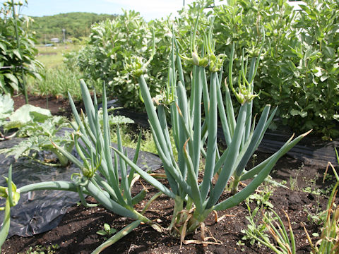 Allium fistulosum var. viviparum