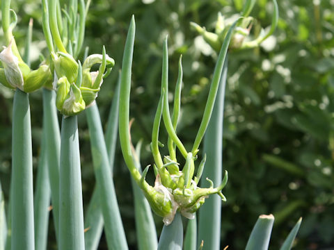 Allium fistulosum var. viviparum