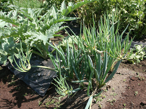 Allium fistulosum var. viviparum