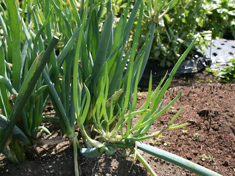 Allium fistulosum var. viviparum