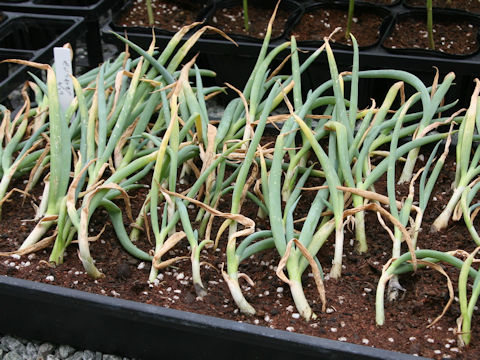 Allium fistulosum var. viviparum