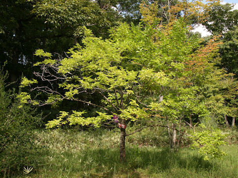 Morus bombycis