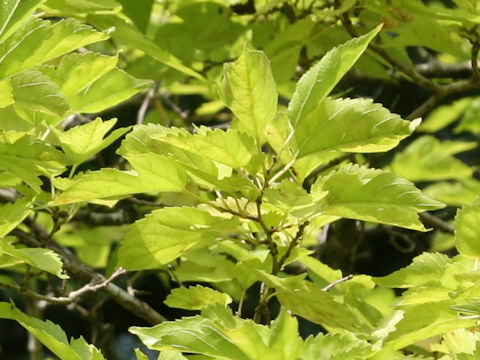 Morus bombycis