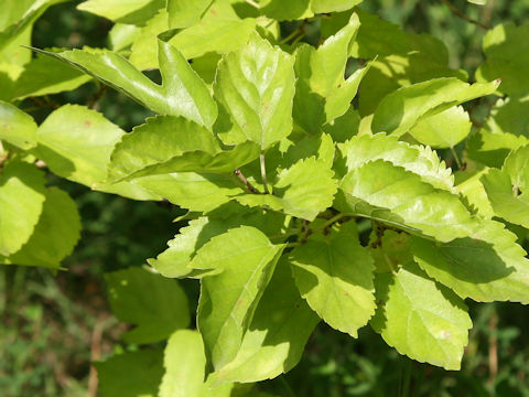 Morus bombycis