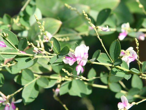 Lespedeza bicolor 'Edoshibori'