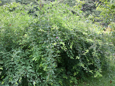 Lespedeza bicolor