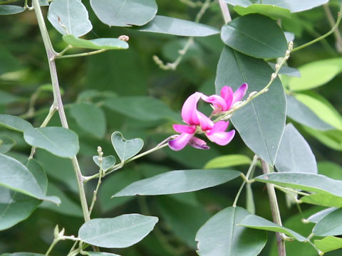 Lespedeza bicolor