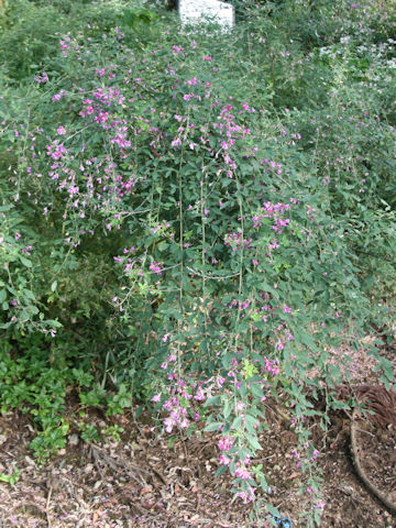 Lespedeza bicolor