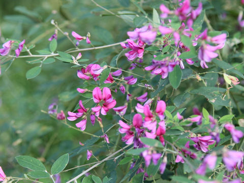 Lespedeza bicolor