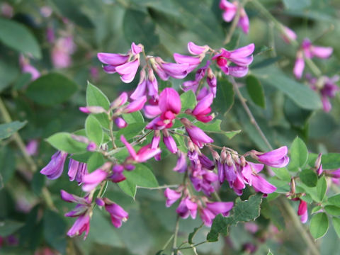 Lespedeza bicolor