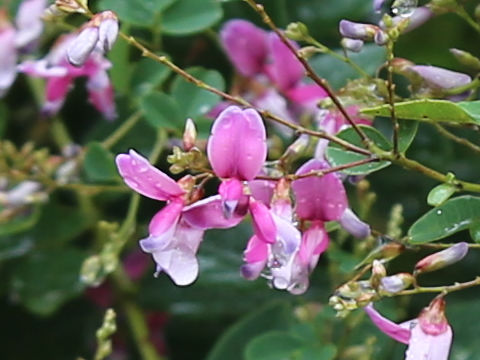 Lespedeza bicolor
